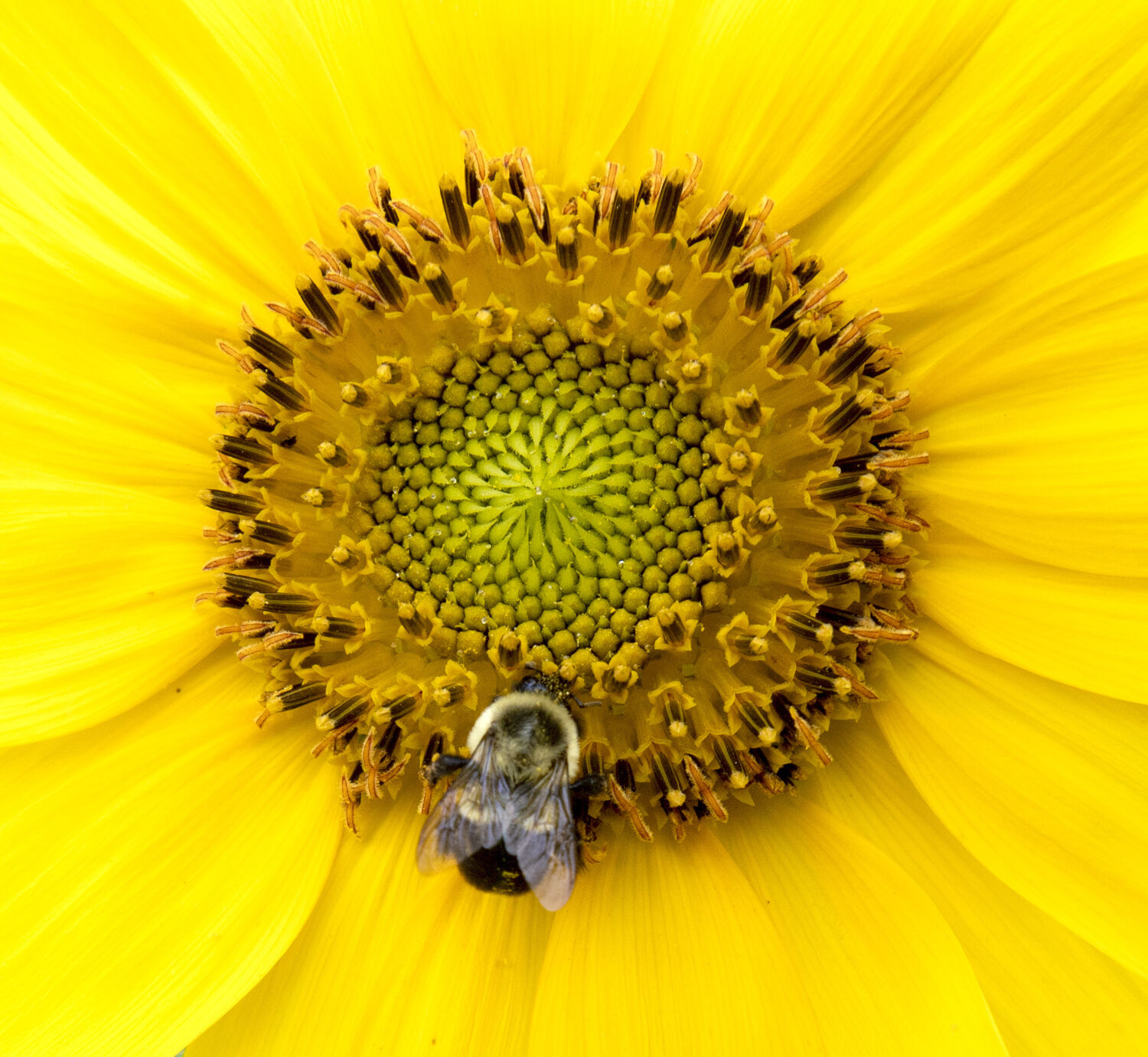 Sunflower and Bee